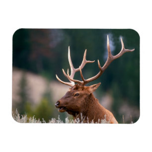 Wapitihirsch Yellowstone-Nationalpark Magnet
