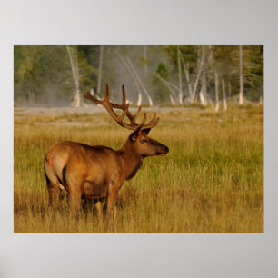 Wapitihirsch   Yellowstone-Nationalpark Poster