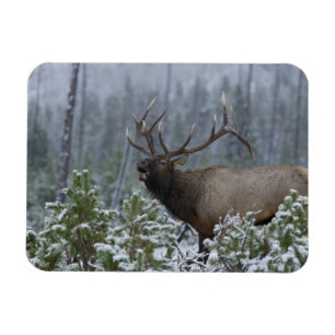Wapitistier im Schnee rufend, röhrend, Yellowstone Magnet