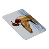 Wappschwingen aus Holzente in Feuchtgebieten Magnet (Rechte Seite)