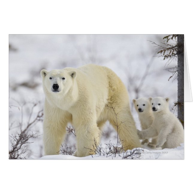 Wapusk National Park, Kanada. (Vorderseite (Horizontal))