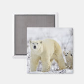 Wapusk National Park, Kanada. Magnet (Vorderseite/Rückseite)