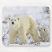 Wapusk National Park, Kanada. Mousepad (Vorne)
