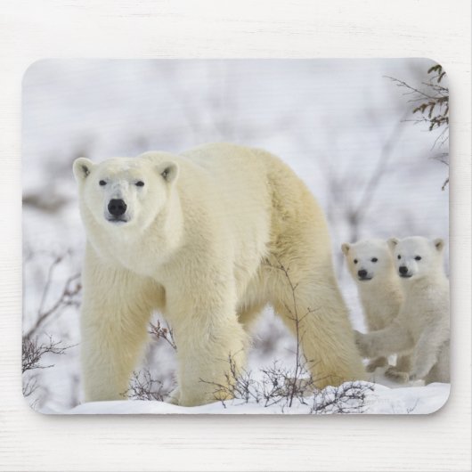 Wapusk National Park, Kanada. Mousepad (Vorne)
