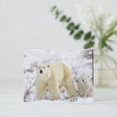 Wapusk National Park, Kanada. Postkarte (Stehend Vorderseite)