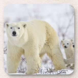 Wapusk Nationalpark, Kanada Untersetzer