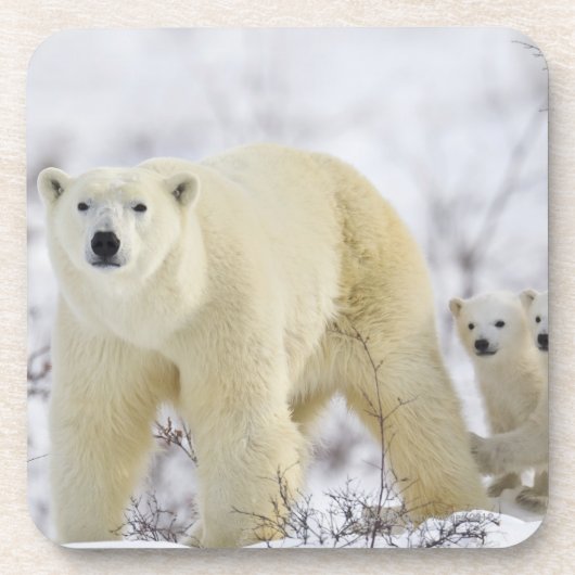 Wapusk Nationalpark, Kanada Untersetzer (Vorderseite)