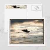 War Bird Postkarte (Vorne/Hinten)