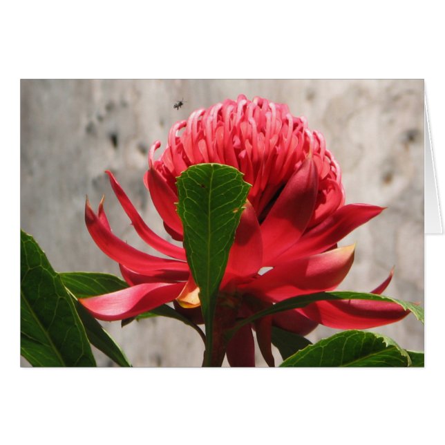 Waratah (Vorderseite (Horizontal))