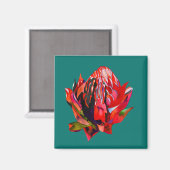 Waratah Australian native flower watercolor Magnet (Vorderseite/Rückseite)