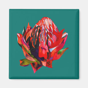 Waratah Australian native flower watercolor Magnet