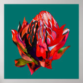 Waratah Australian native flower watercolor Poster (Vorne)