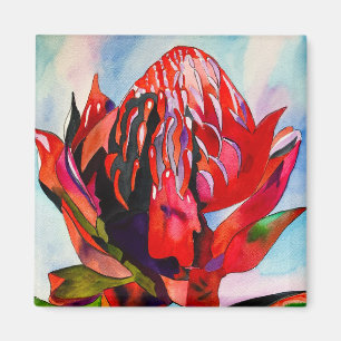 Waratah Australische Blume Aquarell Magnet