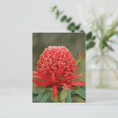 Waratah in Blüte, Australien Blume Postkarte (Stehend Vorderseite)