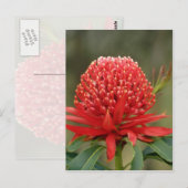 Waratah in Blüte, Australien Blume Postkarte (Vorne/Hinten)