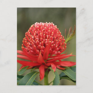 Waratah in Blüte, Australien Blume Postkarte