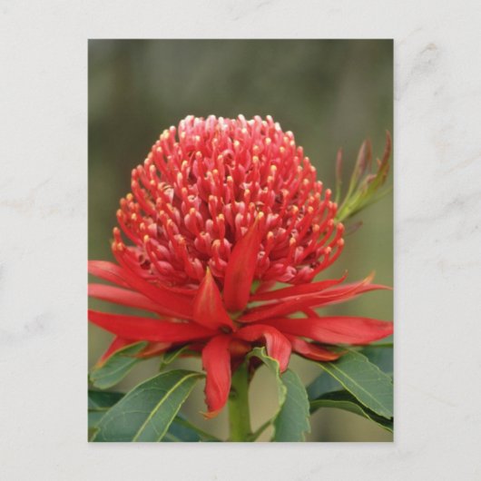 Waratah in Blüte, Australien Blume Postkarte (Vorderseite)
