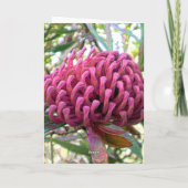 waratah karte (Rückseite)