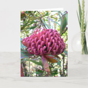 waratah karte
