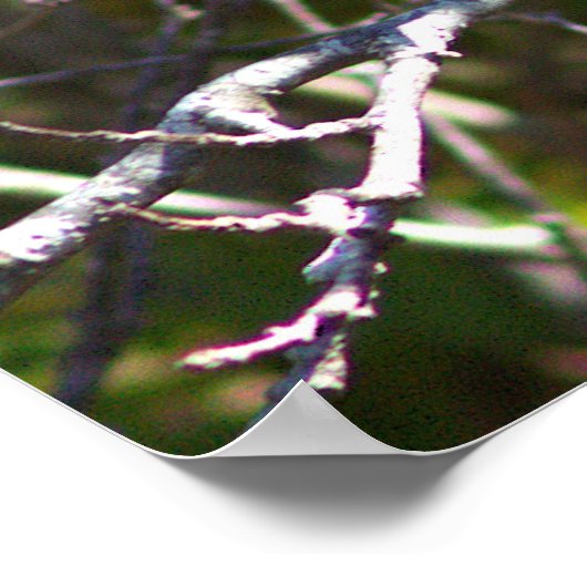 Warbler Bird Photo Poster (Ecke)