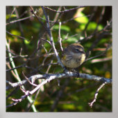 Warbler Bird Photo Poster (Vorne)