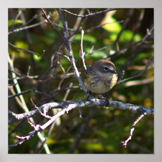 Warbler Bird Photo Poster (Vorne)