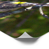 Warbler Bird Photo Poster (Ecke)