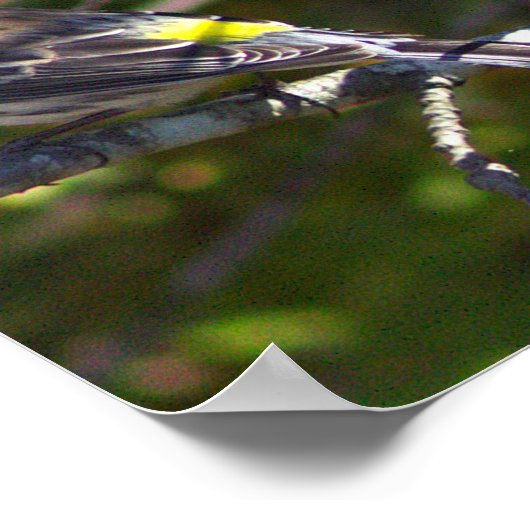 Warbler Bird Photo Poster (Ecke)