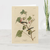 Warbler-Brüste - Audubons Vögel in Amerika Karte (Vorderseite)