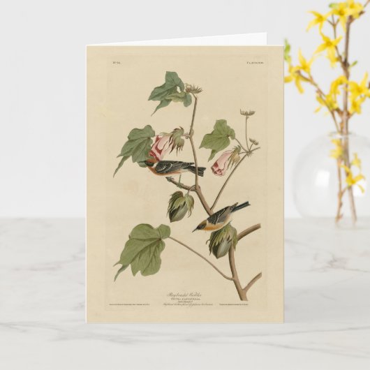Warbler-Brüste - Audubons Vögel in Amerika Karte (Gelbe Blume)