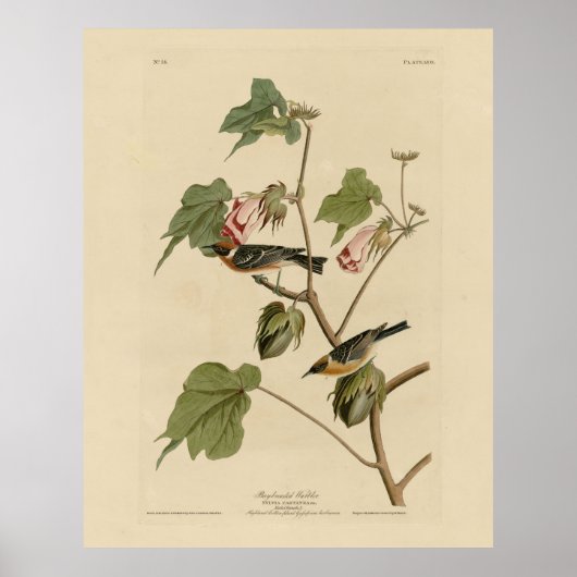 Warbler-Brüste - Audubons Vögel in Amerika Poster (Vorne)