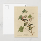 Warbler-Brüste - Audubons Vögel in Amerika Postkarte (Vorne/Hinten)