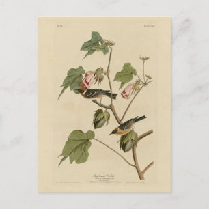 Warbler-Brüste - Audubons Vögel in Amerika Postkarte