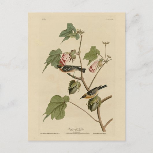 Warbler-Brüste - Audubons Vögel in Amerika Postkarte (Vorderseite)