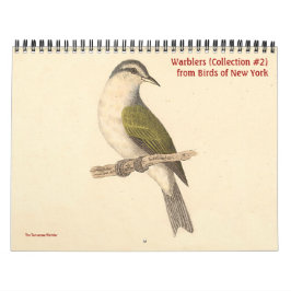 Warbler Collection #2 Lithographien von Vögeln von Kalender