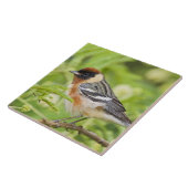 Warbler (Dendroica castanea) Fliese (Seite)