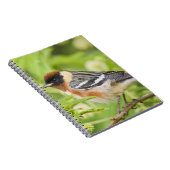 Warbler (Dendroica castanea) Notizblock (Rechte Seite)