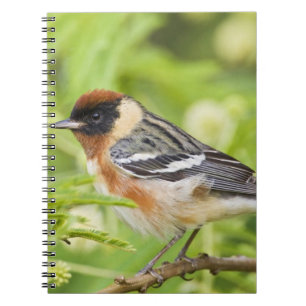 Warbler (Dendroica castanea) Notizblock