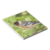 Warbler (Dendroica castanea) Notizblock (angewinkelt)