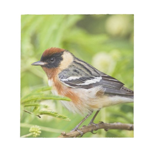 Warbler (Dendroica castanea) Notizblock (Vorderseite)