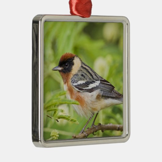 Warbler (Dendroica castanea) Ornament Aus Metall (Rechts)