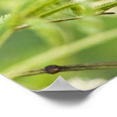 Warbler (Dendroica castanea) Poster (Ecke)