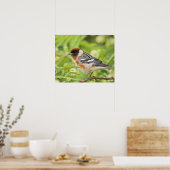 Warbler (Dendroica castanea) Poster (Küche)