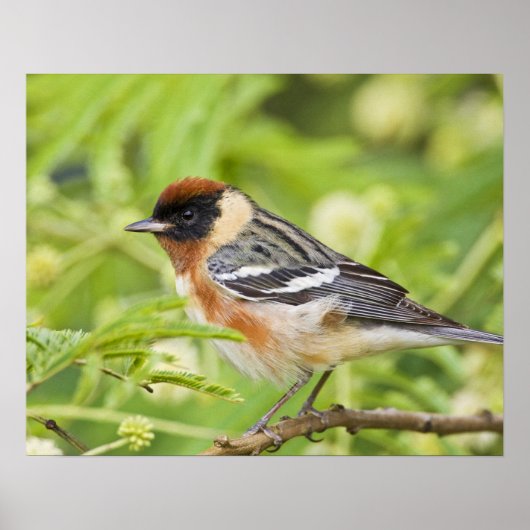 Warbler (Dendroica castanea) Poster (Vorne)