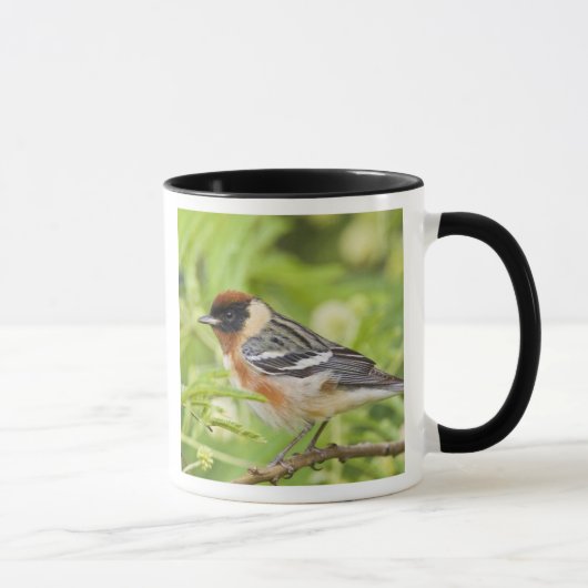 Warbler (Dendroica castanea) Tasse (Rechts)