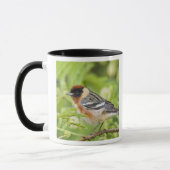Warbler (Dendroica castanea) Tasse (Links)