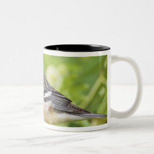 Warbler (Dendroica castanea) Zweifarbige Tasse