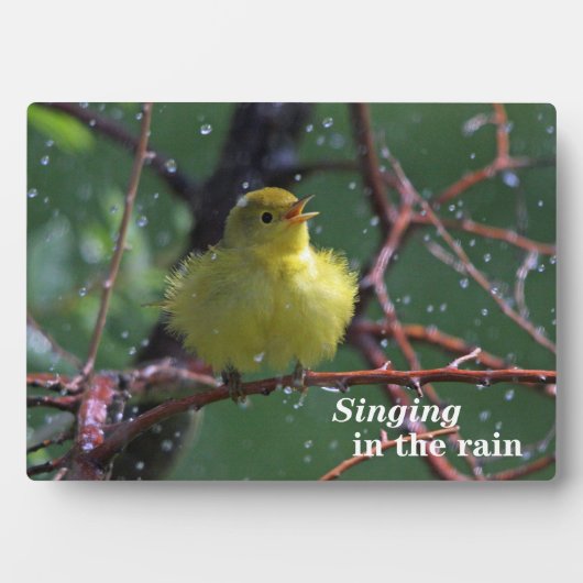 Warbler Fotoplatte (Vorderseite)