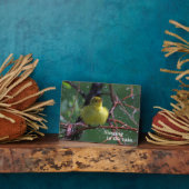 Warbler Fotoplatte (Seite)