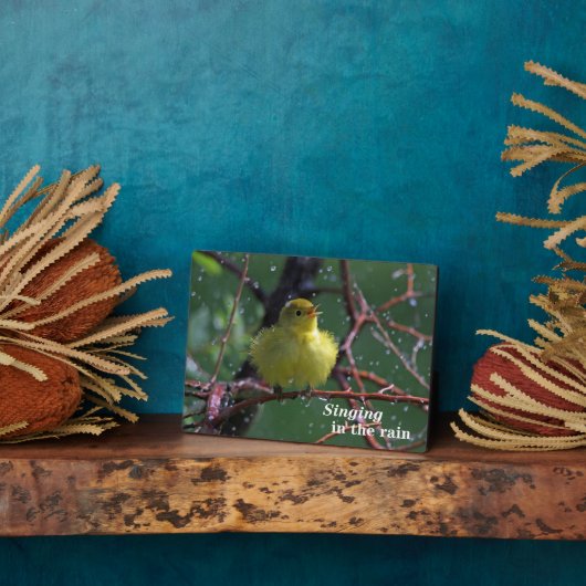 Warbler Fotoplatte (Seite)